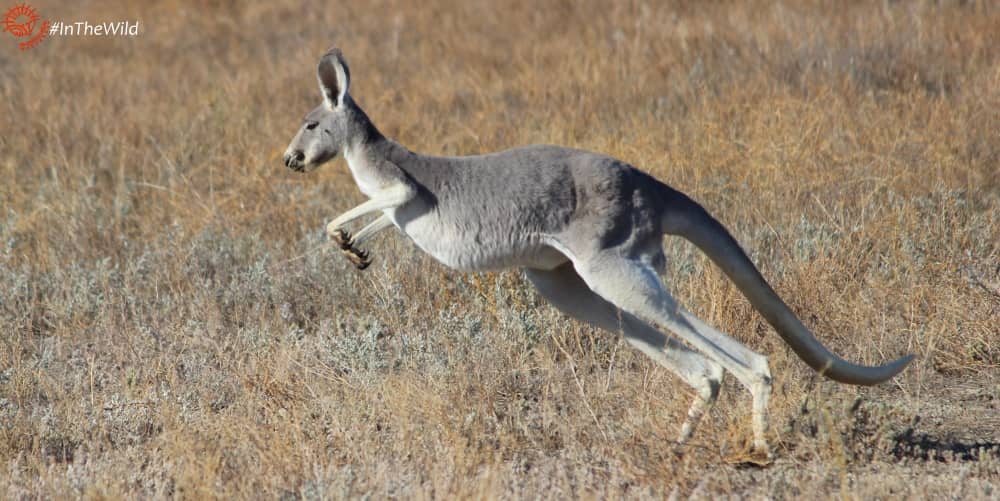 Detail Kangaroo Pictures In Australia Nomer 34