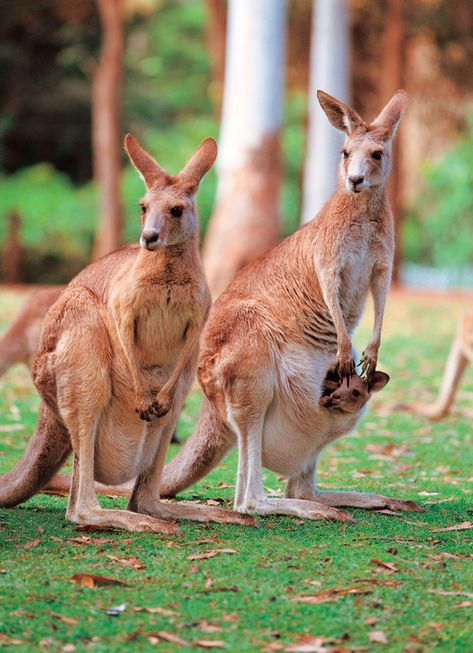 Detail Kangaroo Pictures In Australia Nomer 35