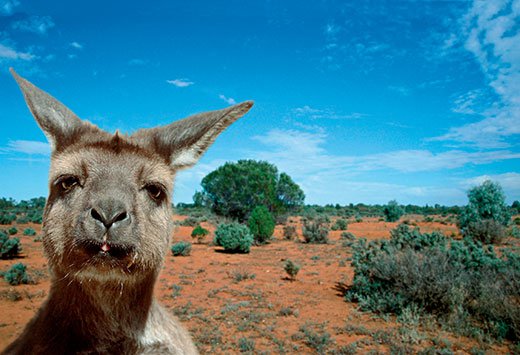 Detail Kangaroo Pictures In Australia Nomer 37