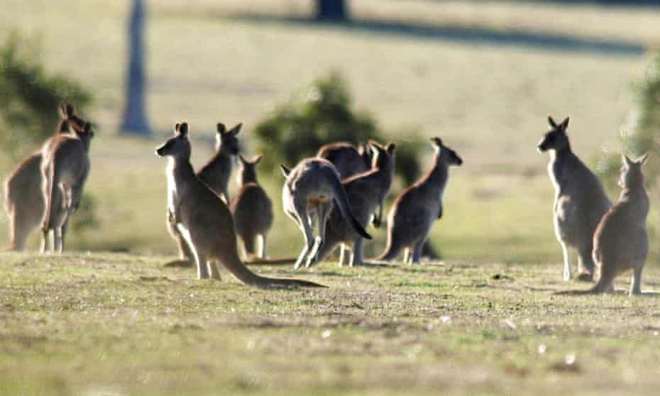 Detail Kangaroo Pictures In Australia Nomer 47