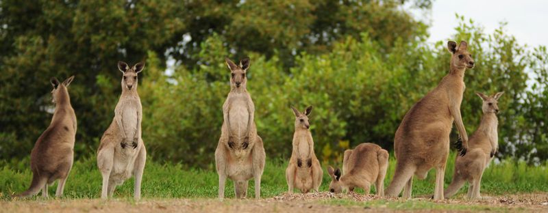 Detail Kangaroo Pictures In Australia Nomer 50