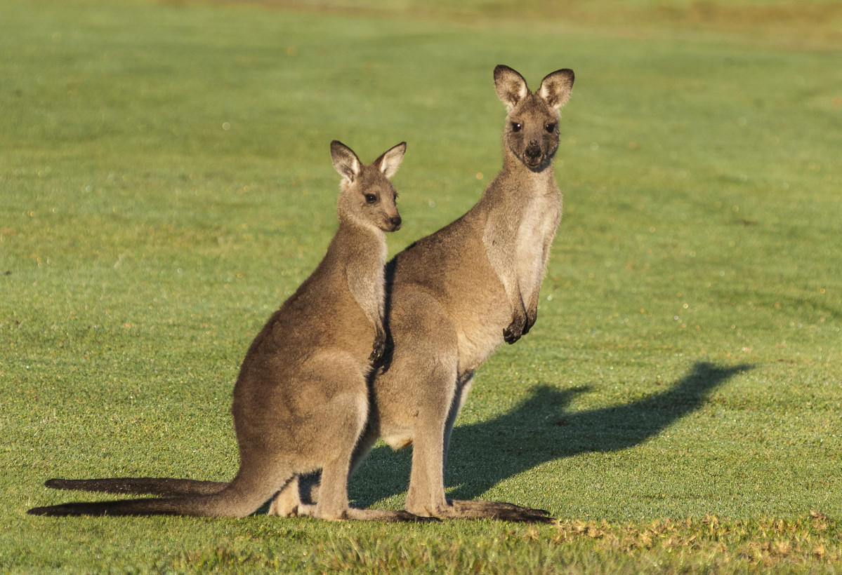 Detail Kangaroo Pictures In Australia Nomer 52