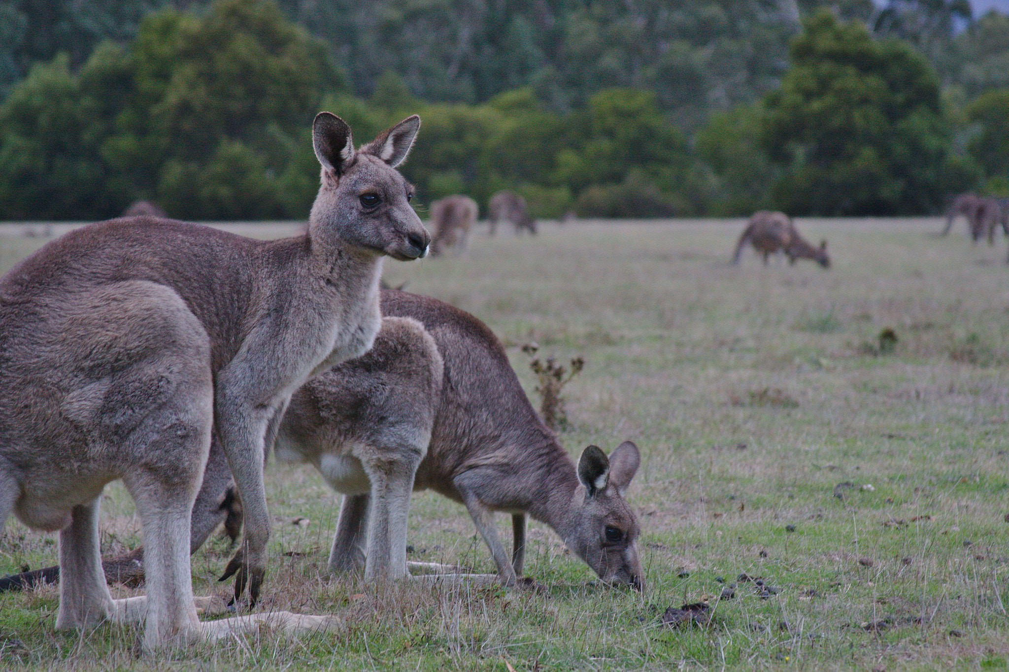 Detail Kangaroo Pictures In Australia Nomer 57