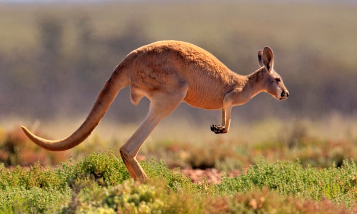 Detail Kangaroo Pictures In Australia Nomer 8
