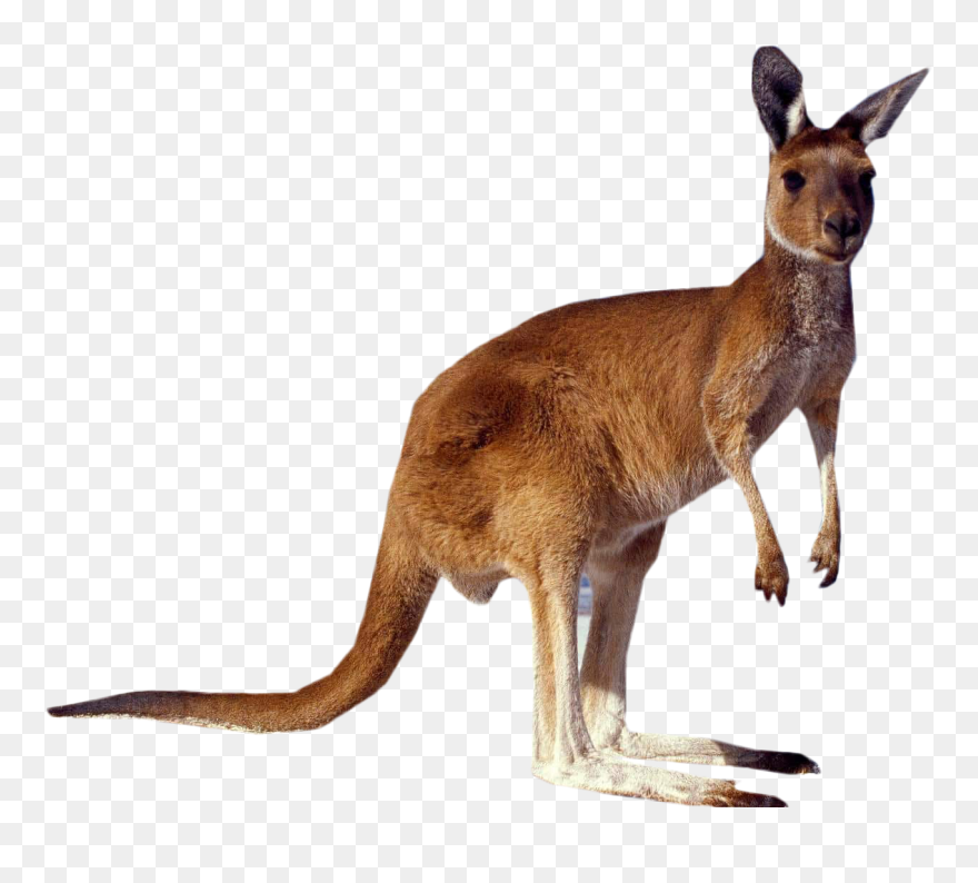 Kangaroo Transparent - KibrisPDR