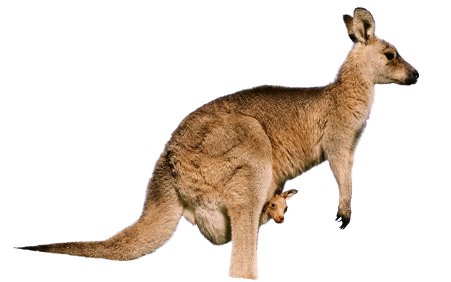 Detail Kangaroo Transparent Nomer 18
