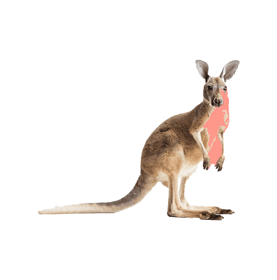 Detail Kangaroo Transparent Nomer 36