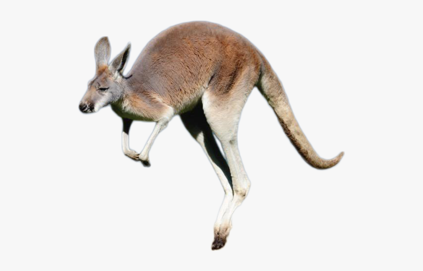 Detail Kangaroo Transparent Background Nomer 11