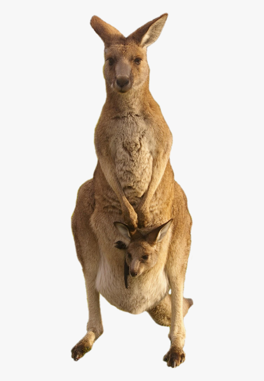 Detail Kangaroo Transparent Background Nomer 12