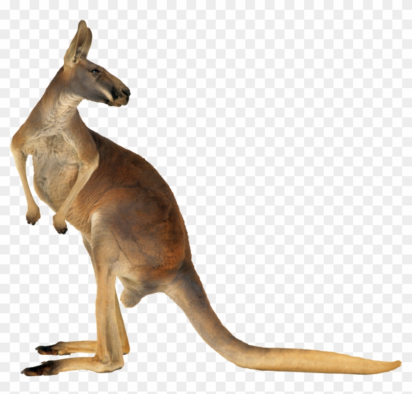 Detail Kangaroo Transparent Background Nomer 15