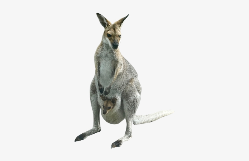 Detail Kangaroo Transparent Background Nomer 19
