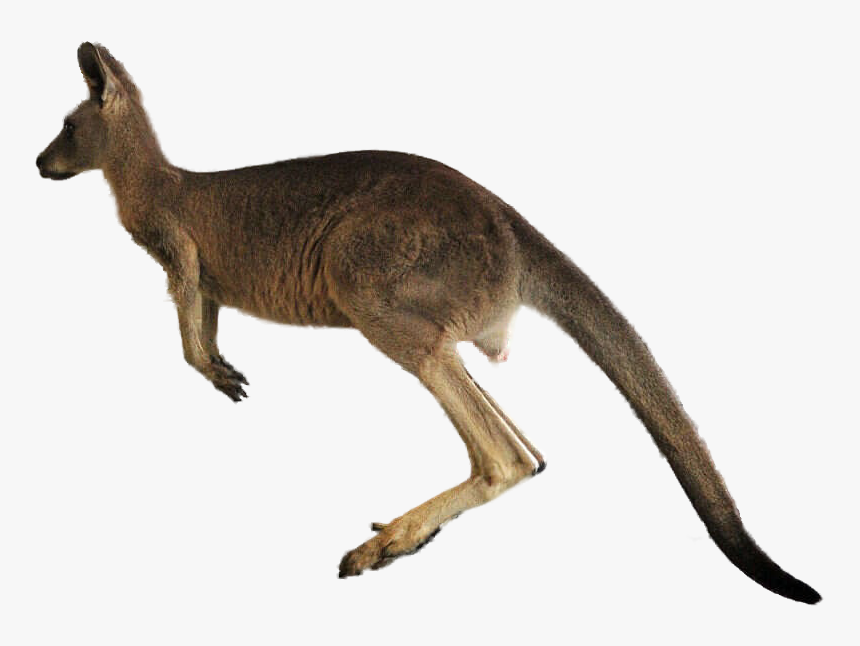 Detail Kangaroo Transparent Background Nomer 3