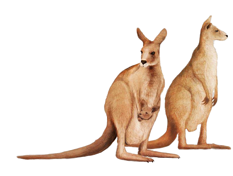 Detail Kangaroo Transparent Background Nomer 27