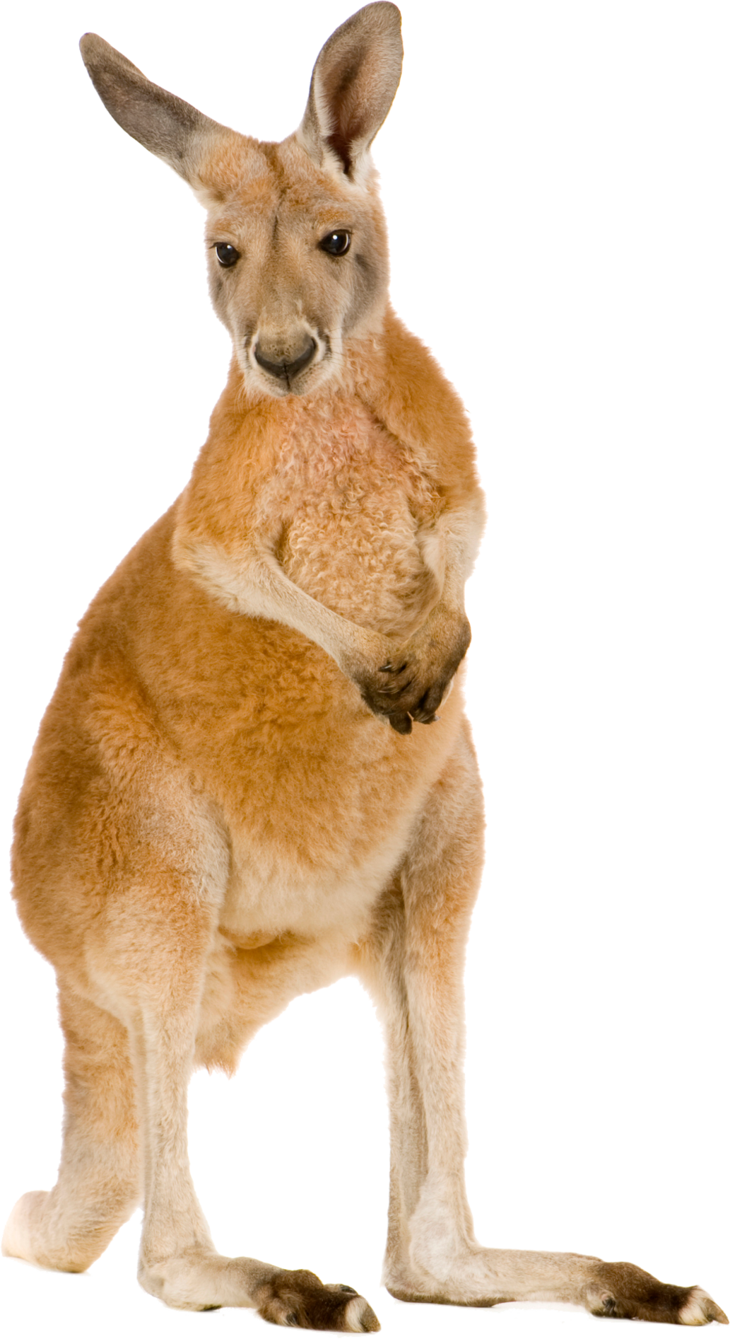 Detail Kangaroo Transparent Background Nomer 28
