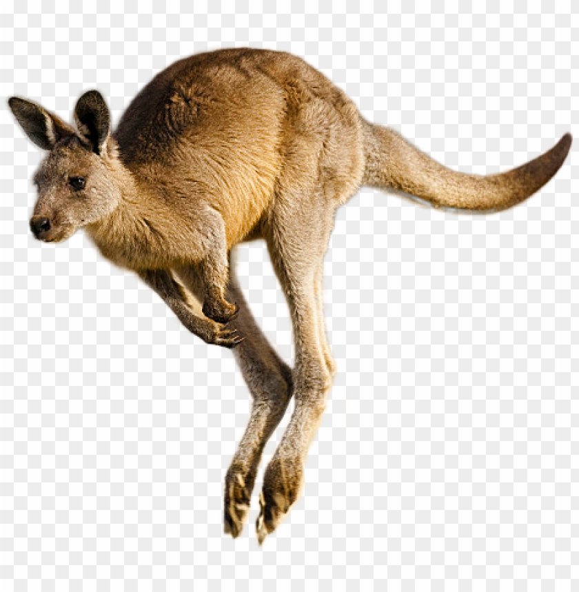 Detail Kangaroo Transparent Background Nomer 4