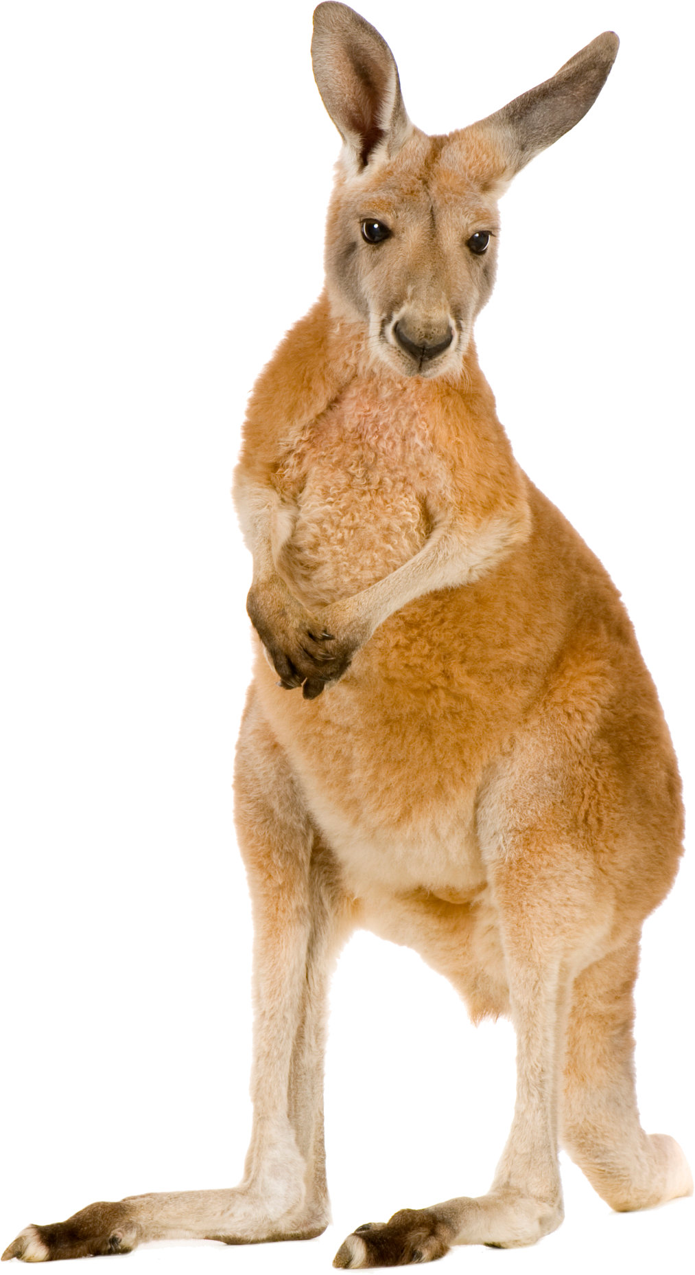 Detail Kangaroo Transparent Background Nomer 5