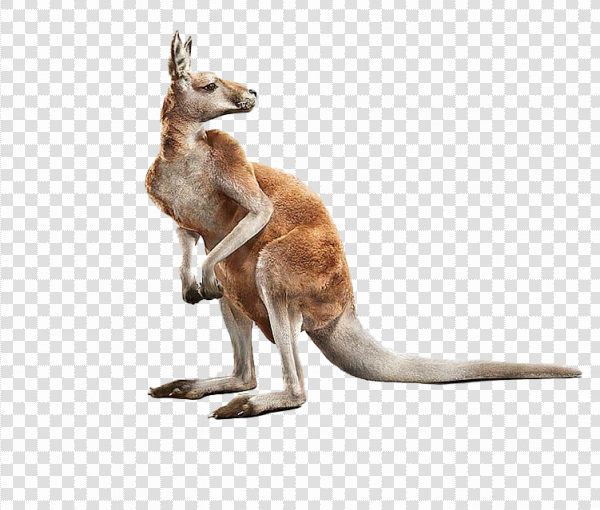 Detail Kangaroo Transparent Background Nomer 47