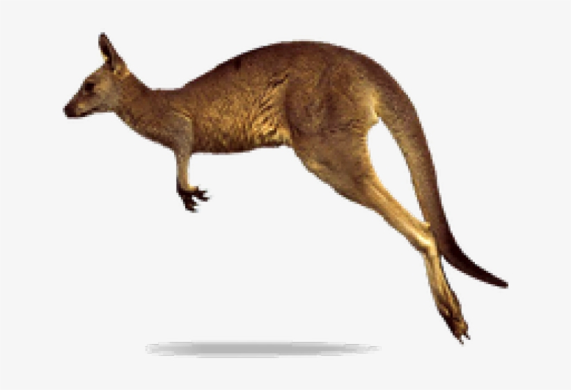 Detail Kangaroo Transparent Background Nomer 50