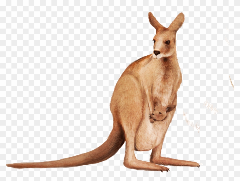 Detail Kangaroo Transparent Background Nomer 6