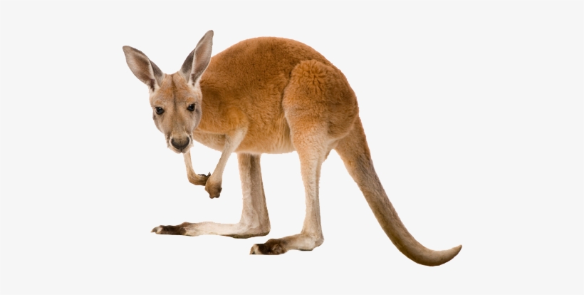 Detail Kangaroo Transparent Background Nomer 8