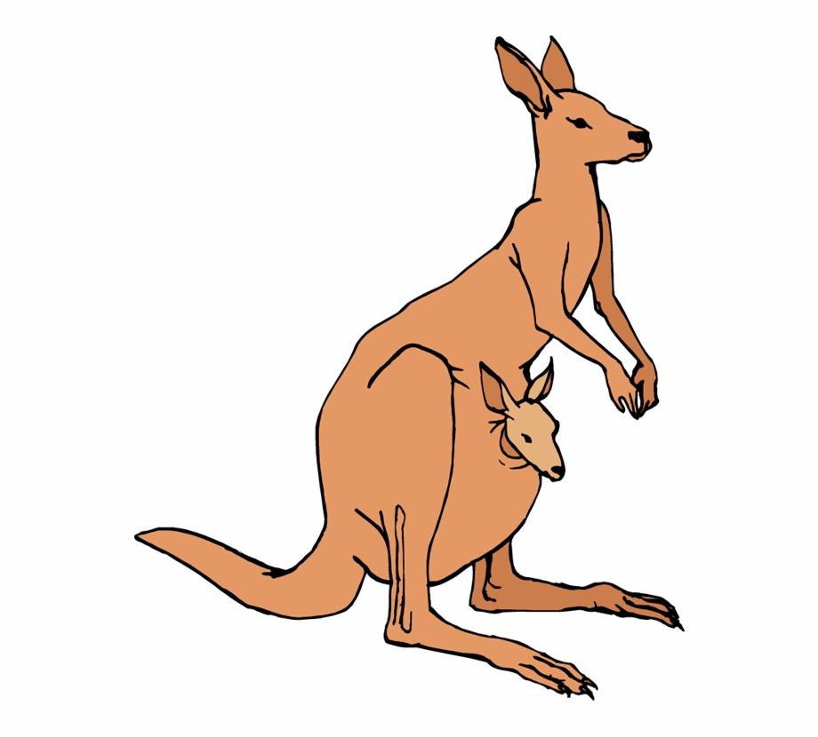 Detail Kangaroos Clipart Nomer 9