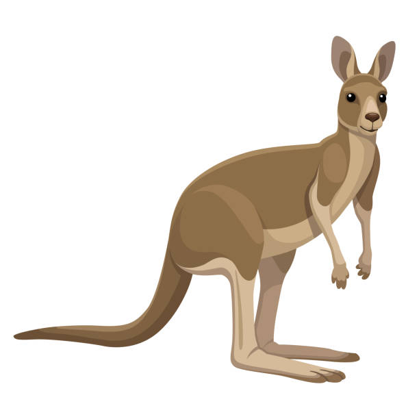 Detail Kangaroos Clipart Nomer 3