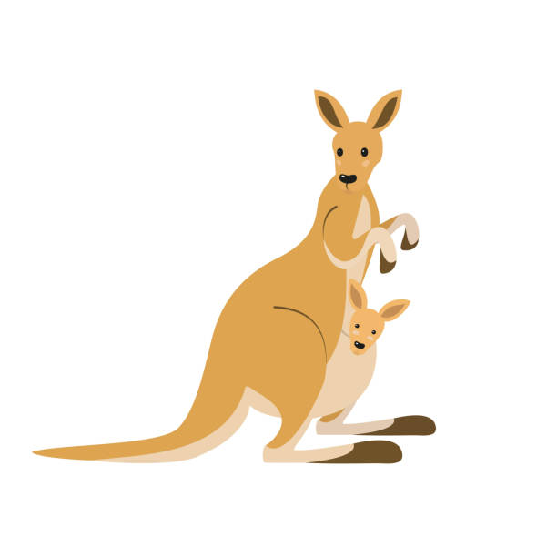 Detail Kangaroos Clipart Nomer 6
