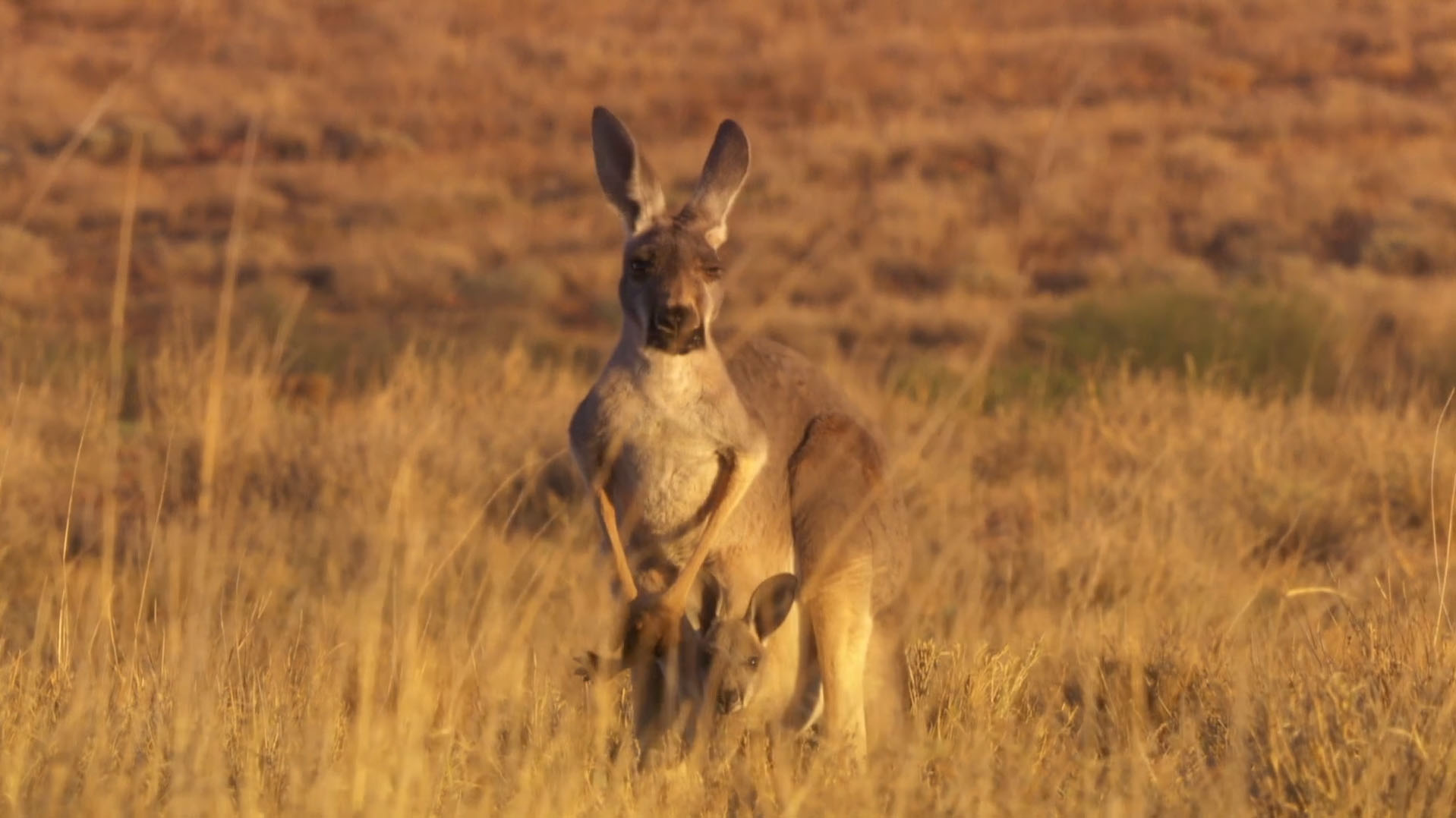 Detail Kangaroos Images Nomer 25