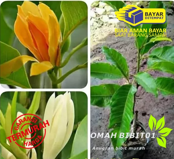 Detail Kantil Kuning Nomer 26