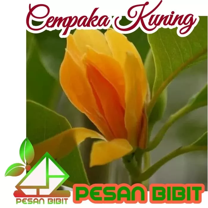Detail Kantil Kuning Nomer 52