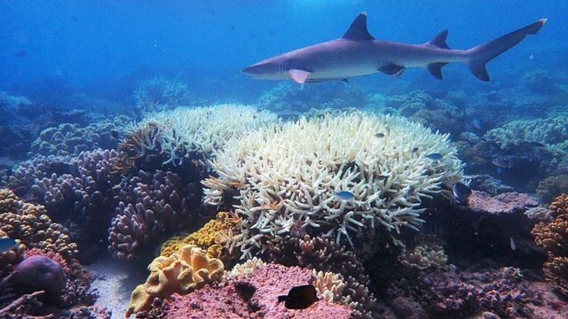 Detail Karang Di Laut Nomer 6