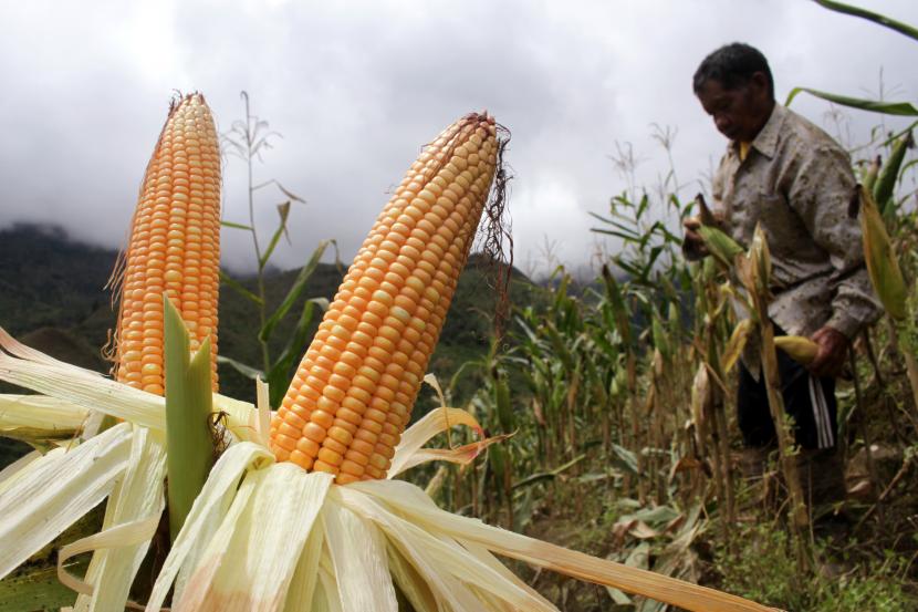 Detail Karikatur Gambar Jagung Nomer 34