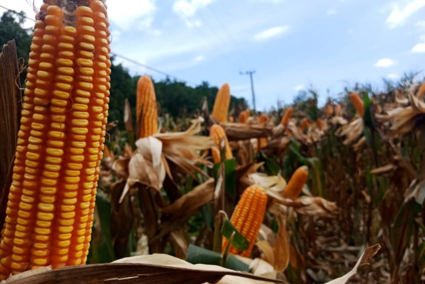 Detail Karikatur Gambar Jagung Nomer 45