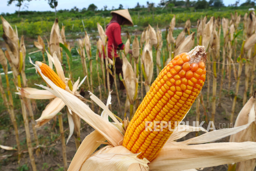 Detail Karikatur Gambar Jagung Nomer 50