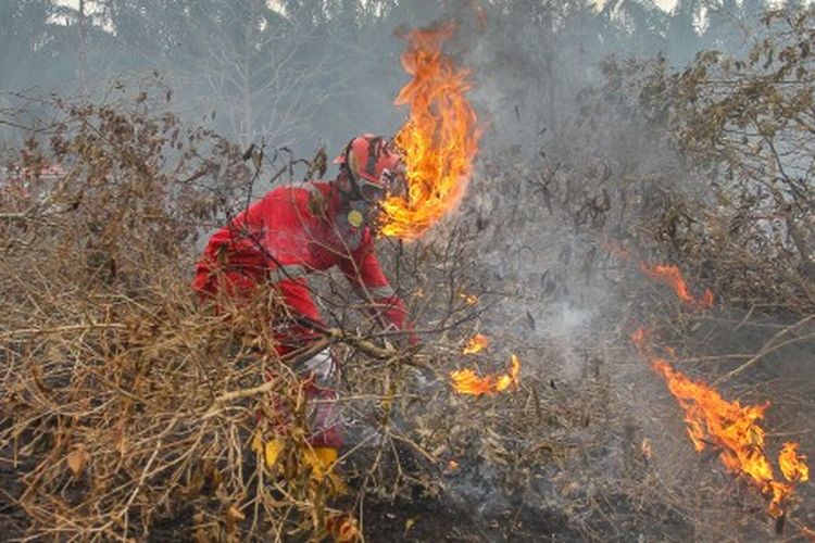 Detail Karikatur Kebakaran Hutan Nomer 45