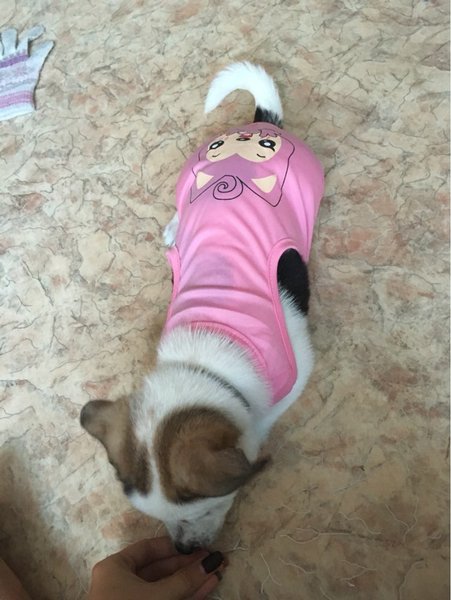 Detail Kartun Anjing Pink Nomer 46