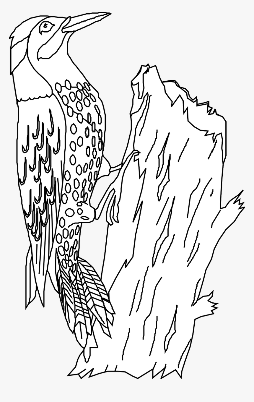 Detail Kartun Burung Pelatuk Nomer 18