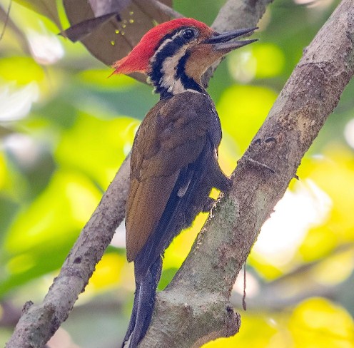 Detail Kartun Burung Pelatuk Nomer 40