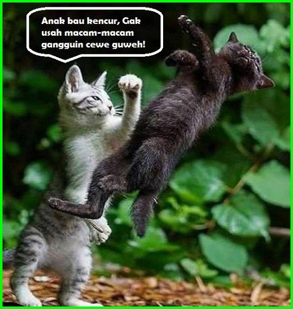 Kata Kata Kucing Lucu - KibrisPDR