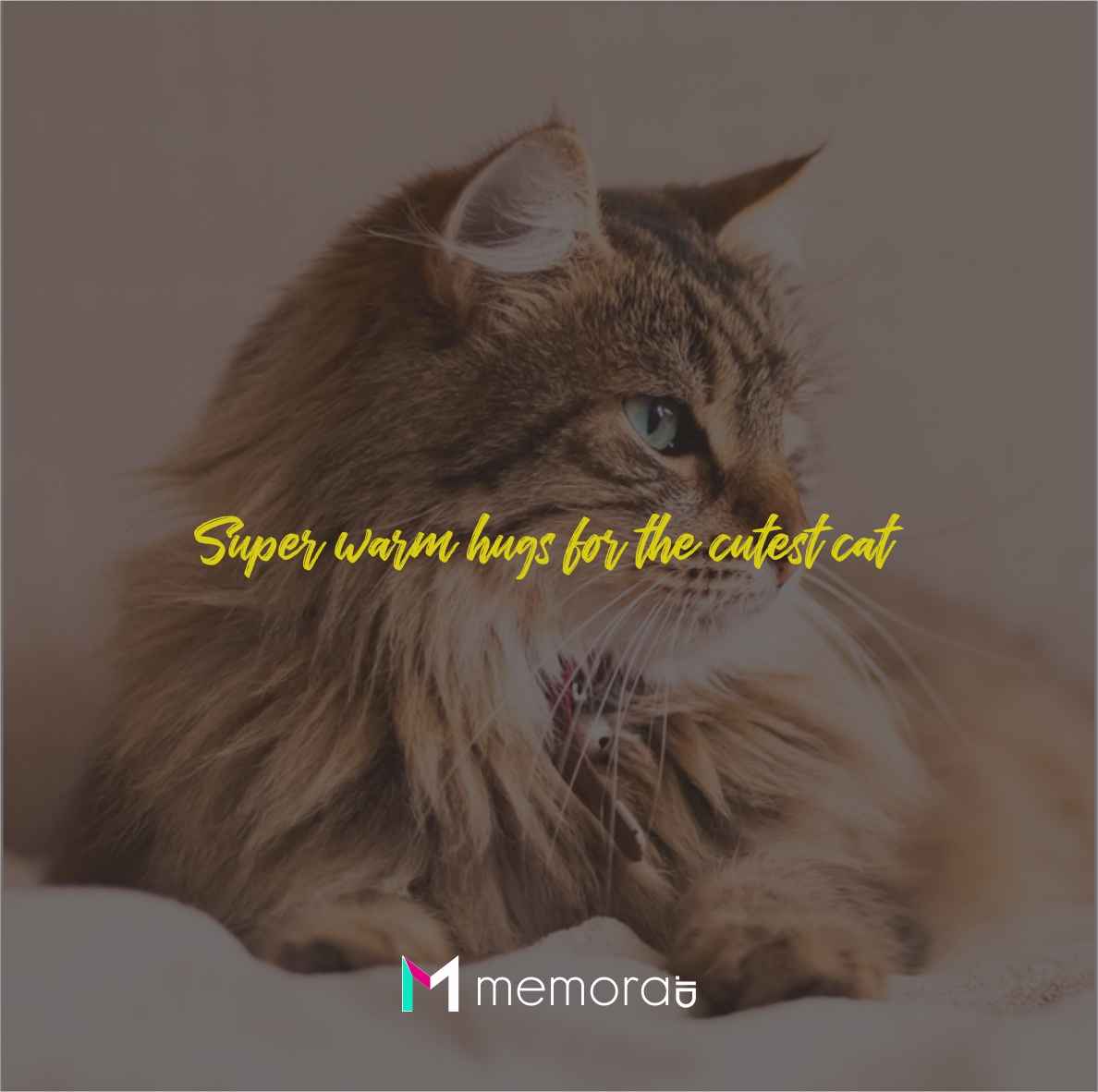 Detail Kata Kata Kucing Lucu Nomer 11