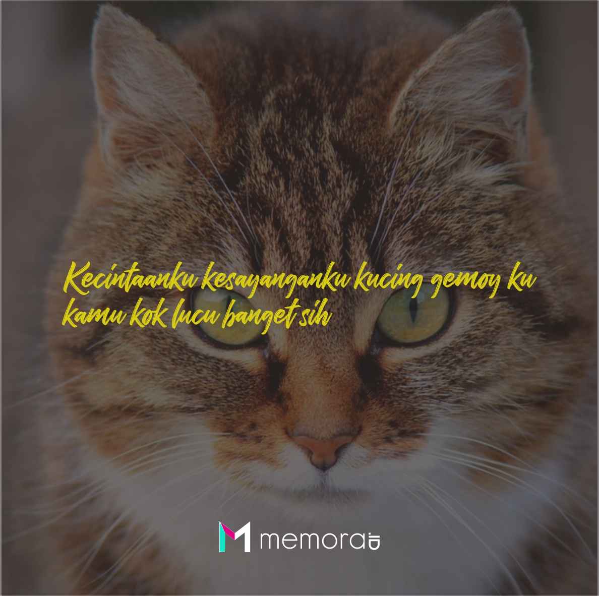 Detail Kata Kata Kucing Lucu Nomer 12