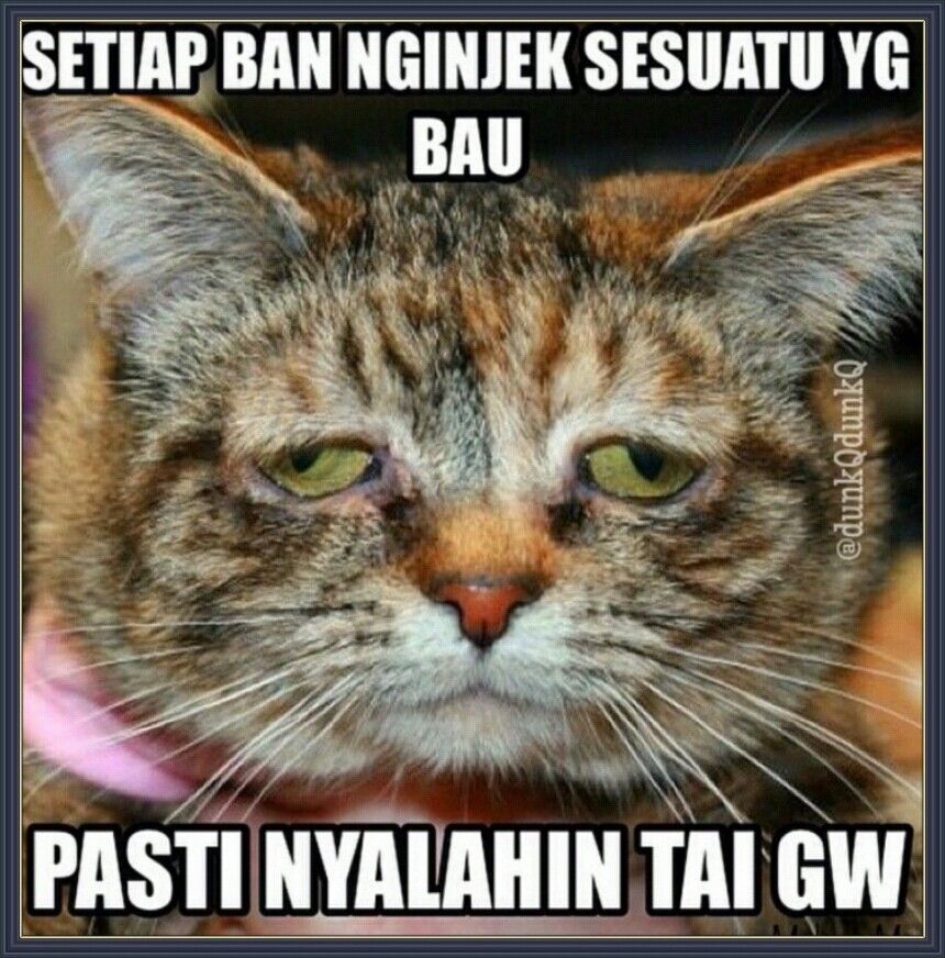 Detail Kata Kata Kucing Lucu Nomer 13
