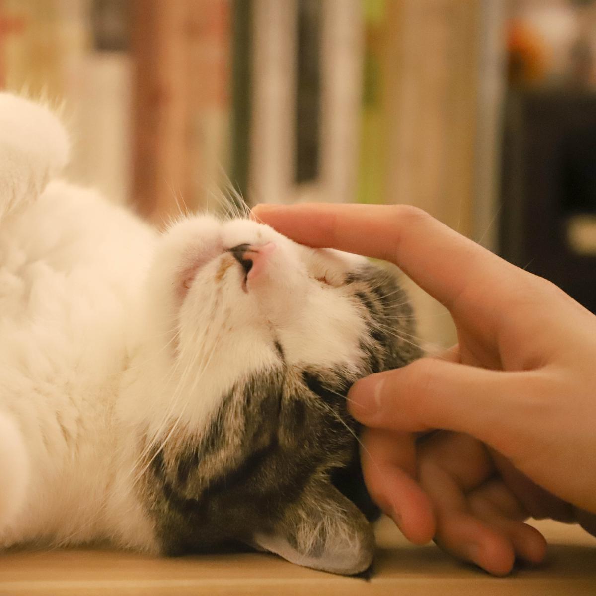 Detail Kata Kata Kucing Lucu Nomer 14