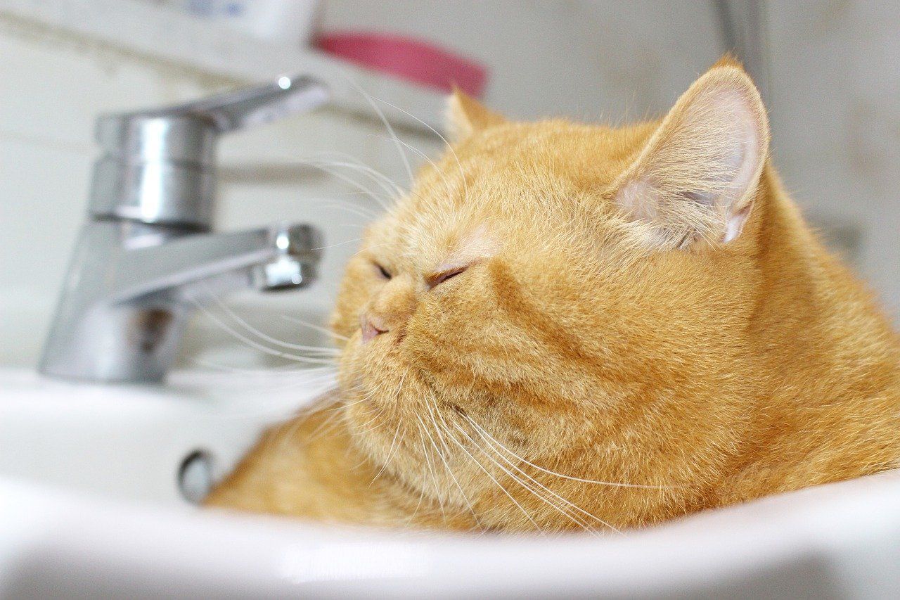 Detail Kata Kata Kucing Lucu Nomer 16