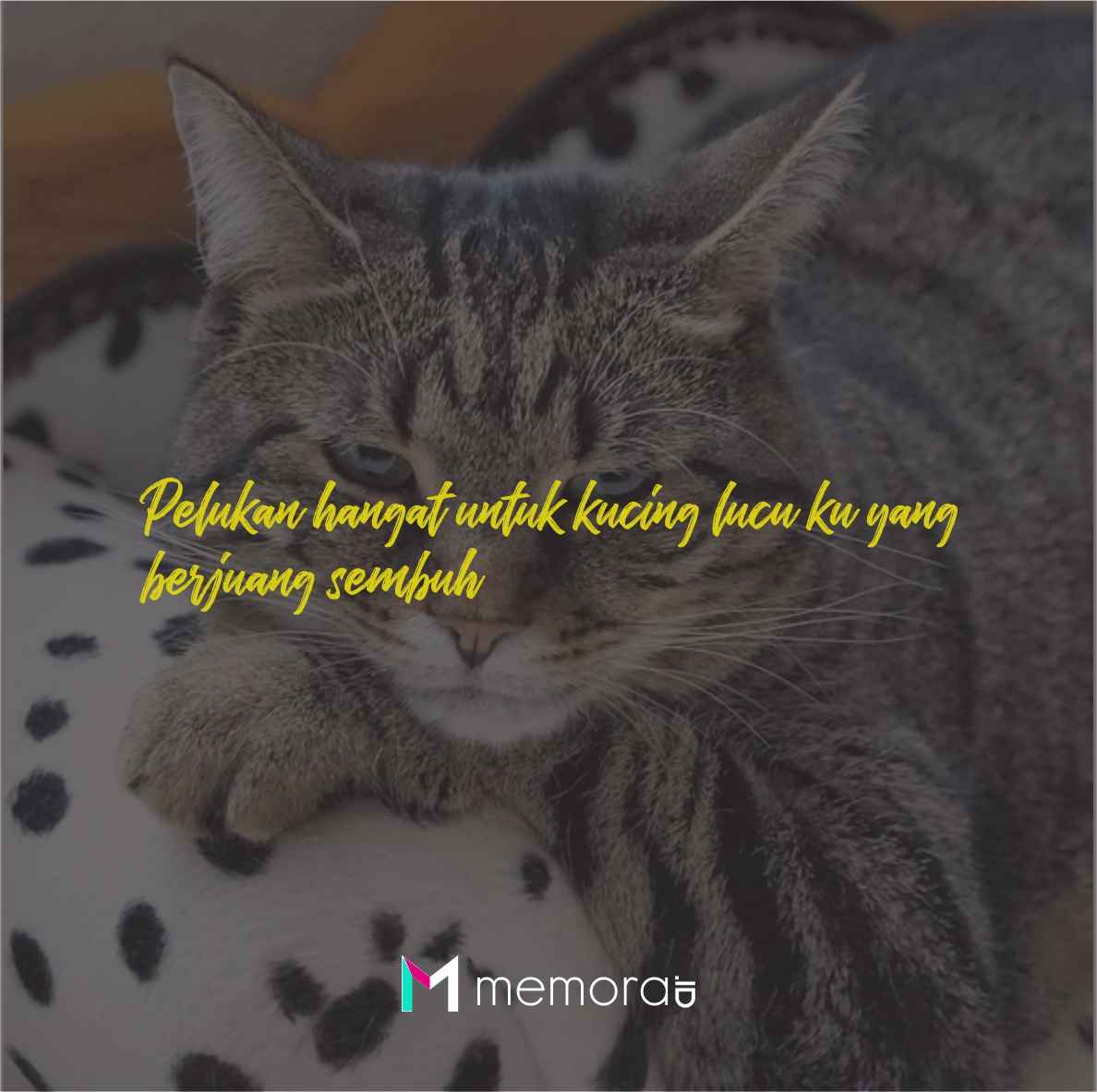 Detail Kata Kata Kucing Lucu Nomer 18