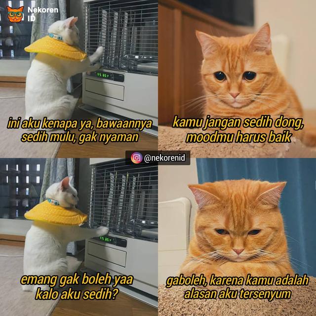 Detail Kata Kata Kucing Lucu Nomer 19