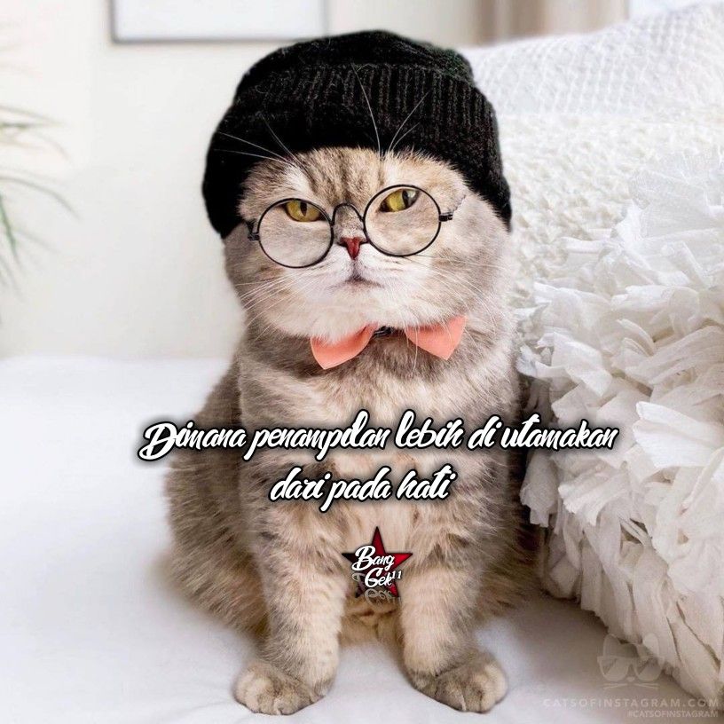 Detail Kata Kata Kucing Lucu Nomer 3