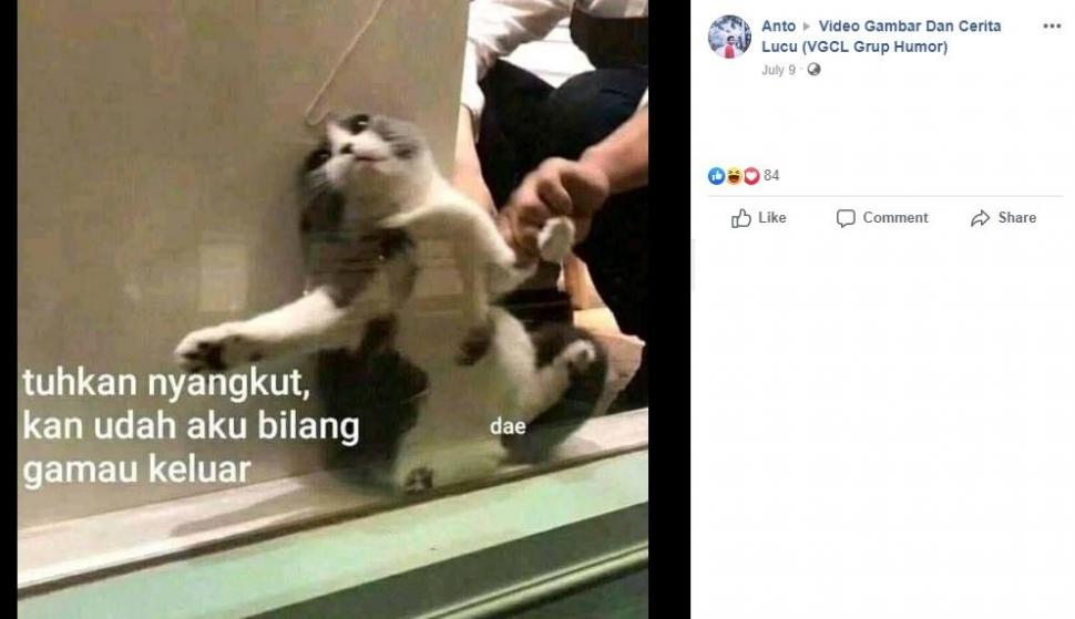 Detail Kata Kata Kucing Lucu Nomer 22