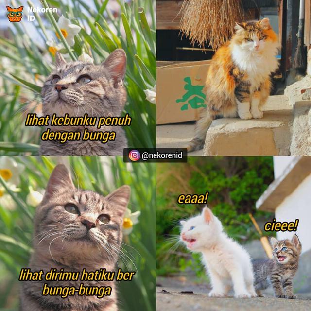 Detail Kata Kata Kucing Lucu Nomer 24