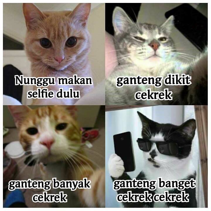 Detail Kata Kata Kucing Lucu Nomer 29